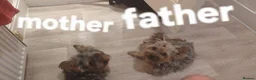 Yorkshire Terrier dogs for sale: 6 puppies of Yorkshire terrier - Advert 1
