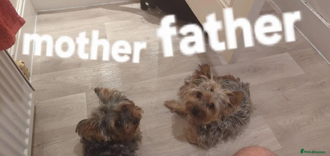Yorkshire Terrier dogs for sale: 6 puppies of Yorkshire terrier - Advert 1