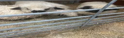 Sheep livestock for sale: VALAIS BLACKNOSE WETHER LAMBS £100 EACH - Advert 5