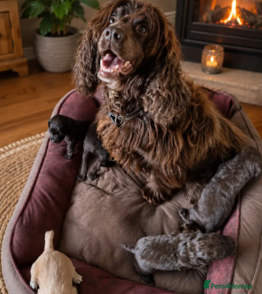 Sprocker dogs Sprockers. - Advert 2