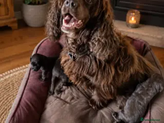 Sprocker dogs Sprockers. - Advert 1