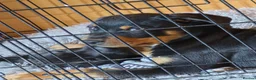 Rottweiler dogs for sale: Male rottweiler puppie - Advert 3