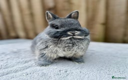 Netherland Dwarf rabbits for sale: Netherland Dwarf Rabbits  - Image 3
