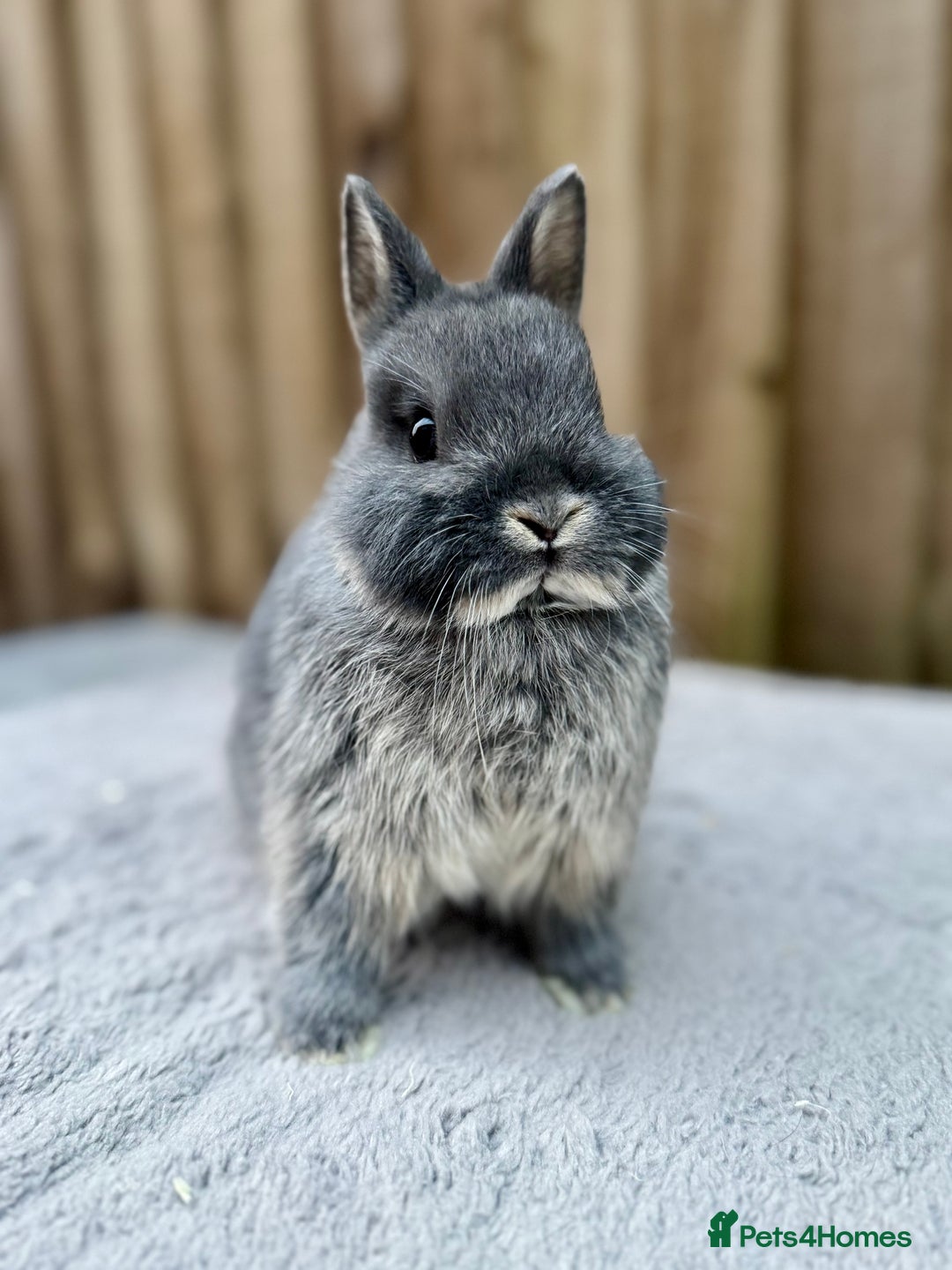 Netherland Dwarf rabbits for sale: Netherland Dwarf Rabbits  - Image 3