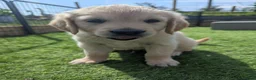 Golden Retriever dogs for sale: LAST GIRL Chunky cream and golden puppy  - Advert 7