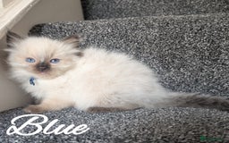 Ragdoll cats for sale: GCCF REG PEDIGREE RAGDOLL KITTENS - Image 16