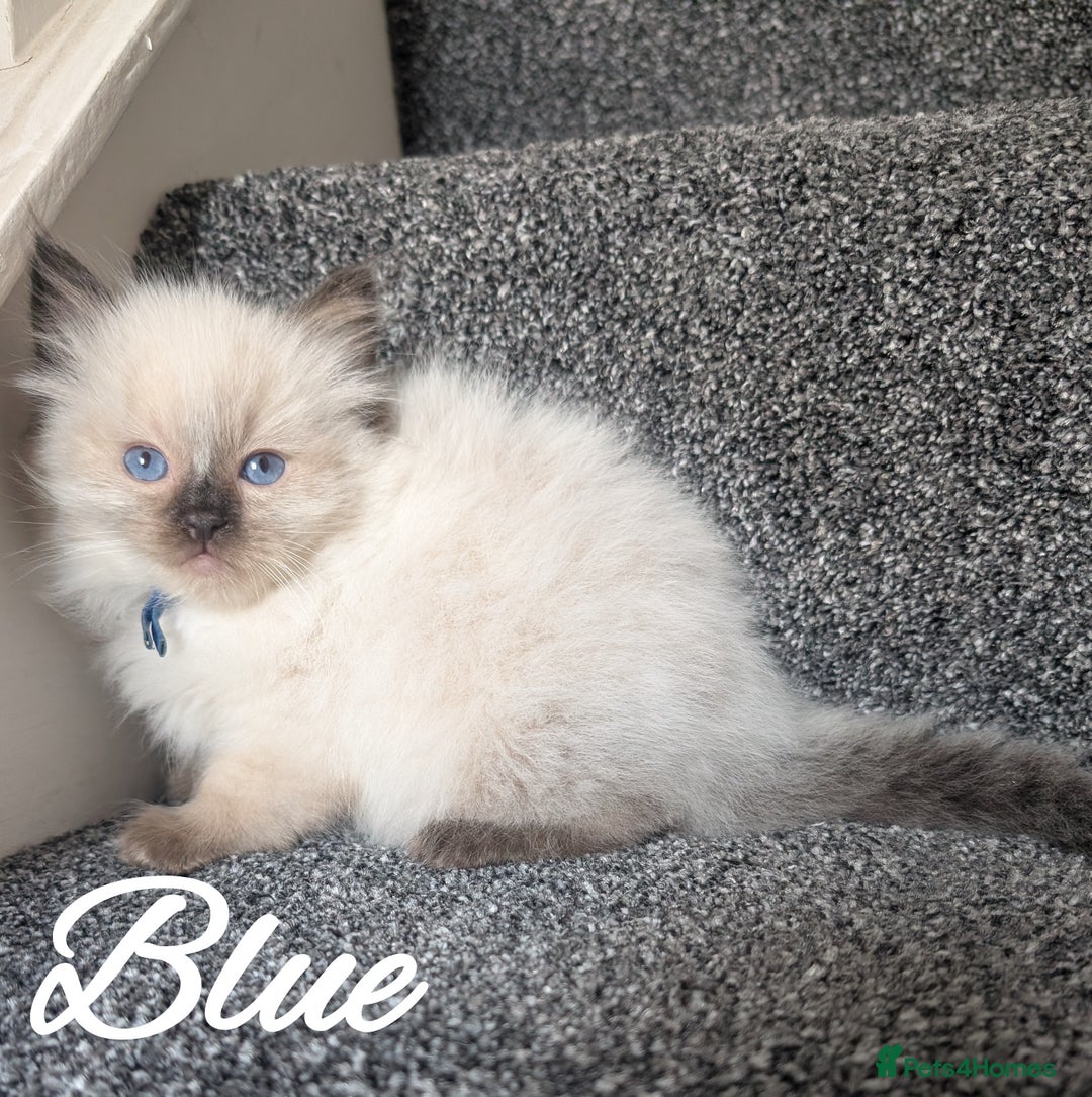 Ragdoll cats for sale: GCCF REG PEDIGREE RAGDOLL KITTENS - Image 16