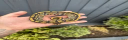 Python Snake reptiles for sale: Royal Python babies for sale…Various morphs. - Advert 10