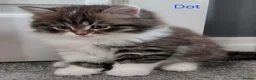 Siberian cats for sale: GCCF pedigree Siberian Tabby kittens - Advert 1
