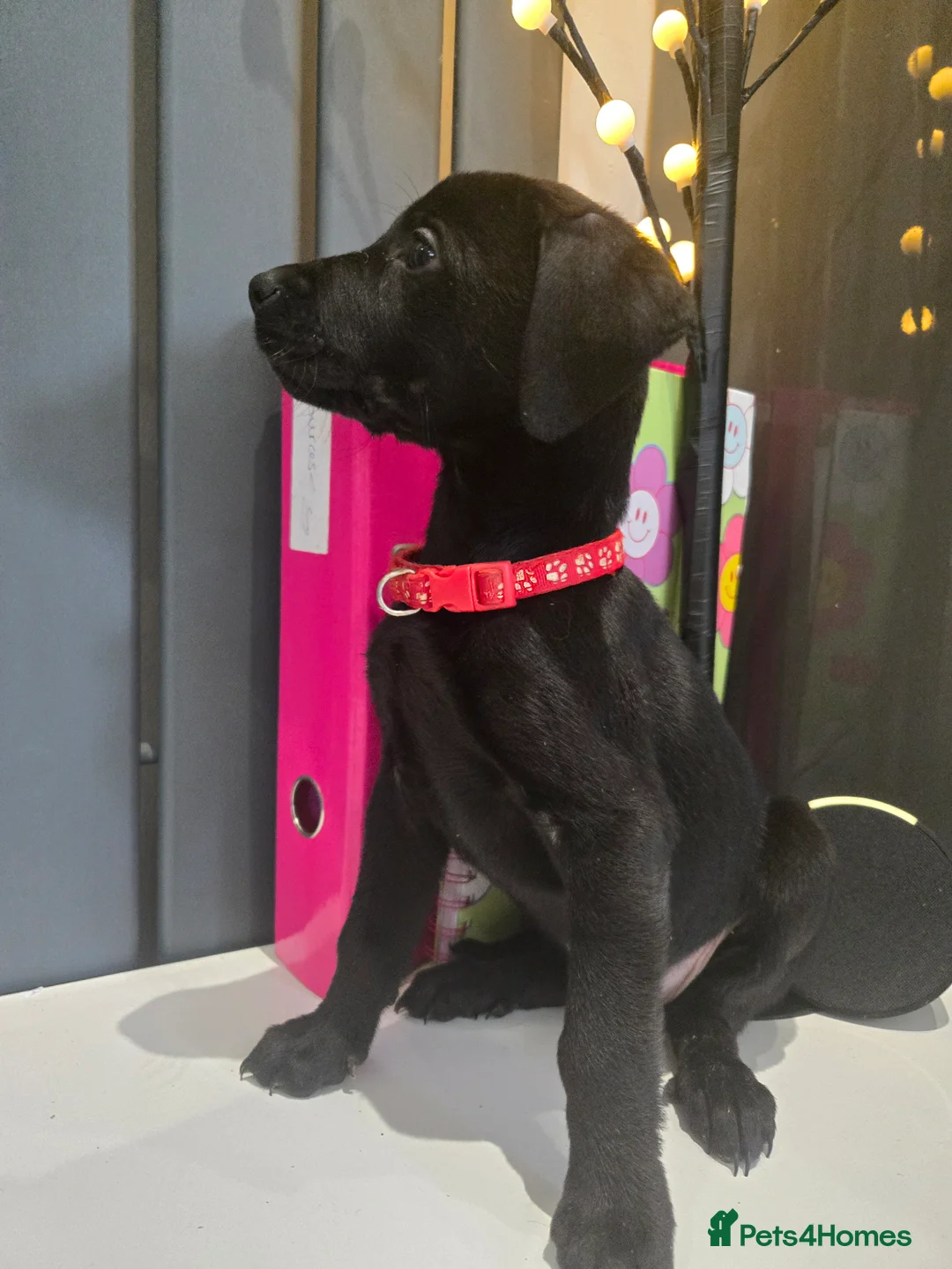 Mixed Breed dogs for sale: Doberman x Weimaraner Cross - Advert 3