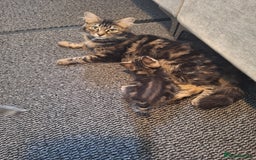Ragdoll cats for sale: REDUCED LAST 2 KITTENS - Image 5