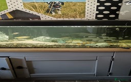 Other/Mixed Breed fish for sale: 5ft fish tank with fish - Image 3