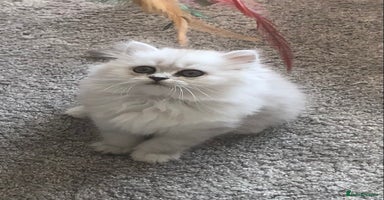 Persian cats - Advert 6