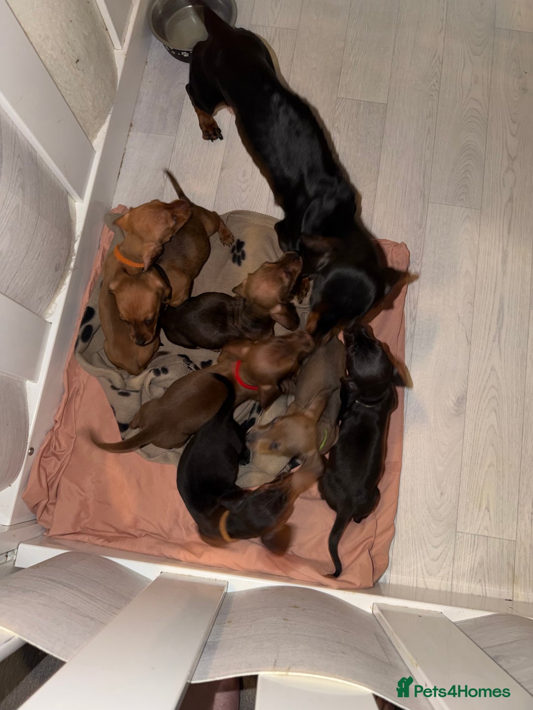 Dachshund dogs for sale: Dachshund Puppies Available 🐾 - Advert 29