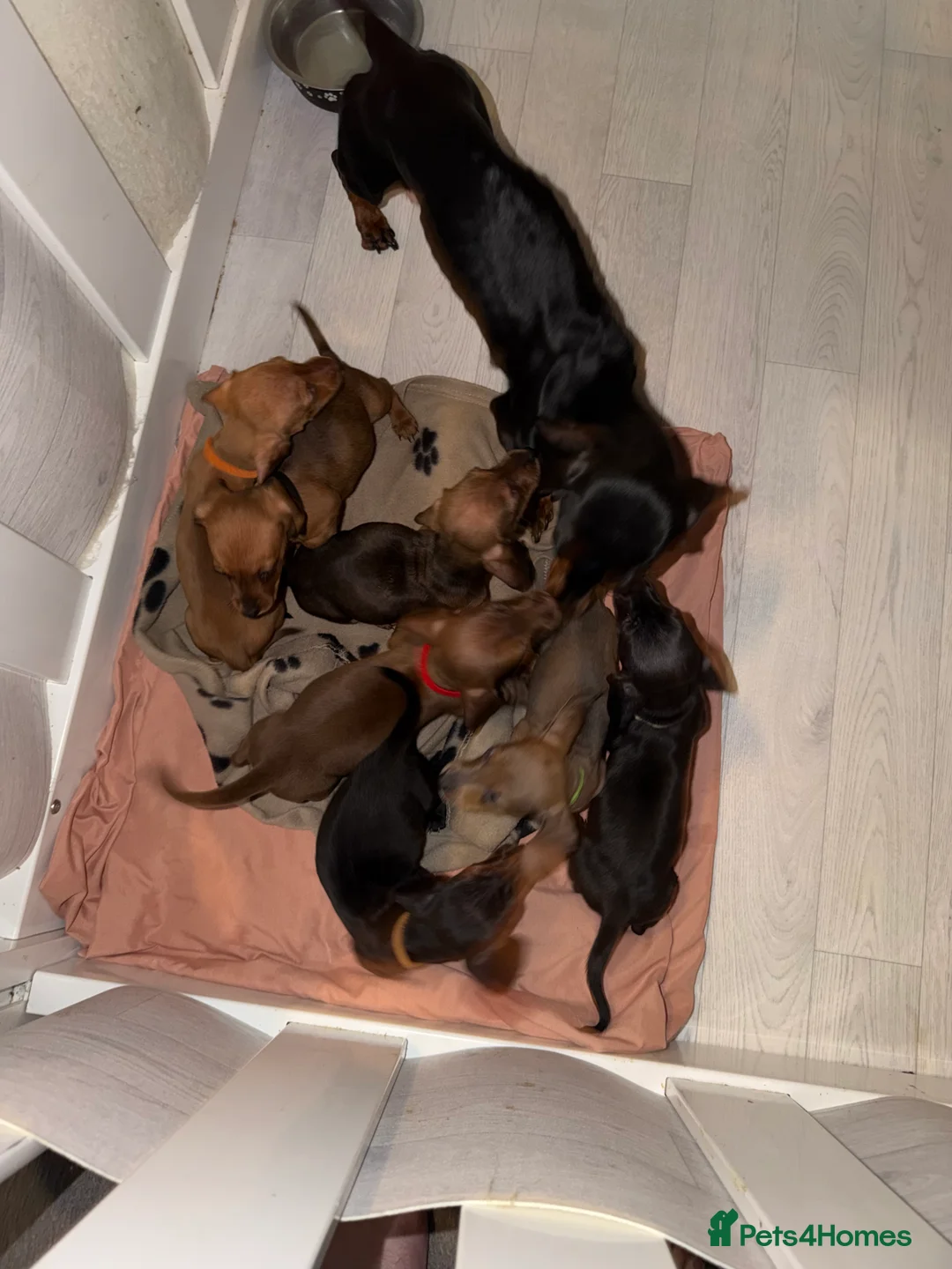 Dachshund dogs for sale: Miniature Dachshund Puppies Available 🐾 - Advert 2