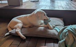 Mixed Breed dogs for adoption: Kira for adoption - Image 8