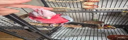 Cockatoo birds for sale: Galah Cockatoo  in Goole - Advert 5