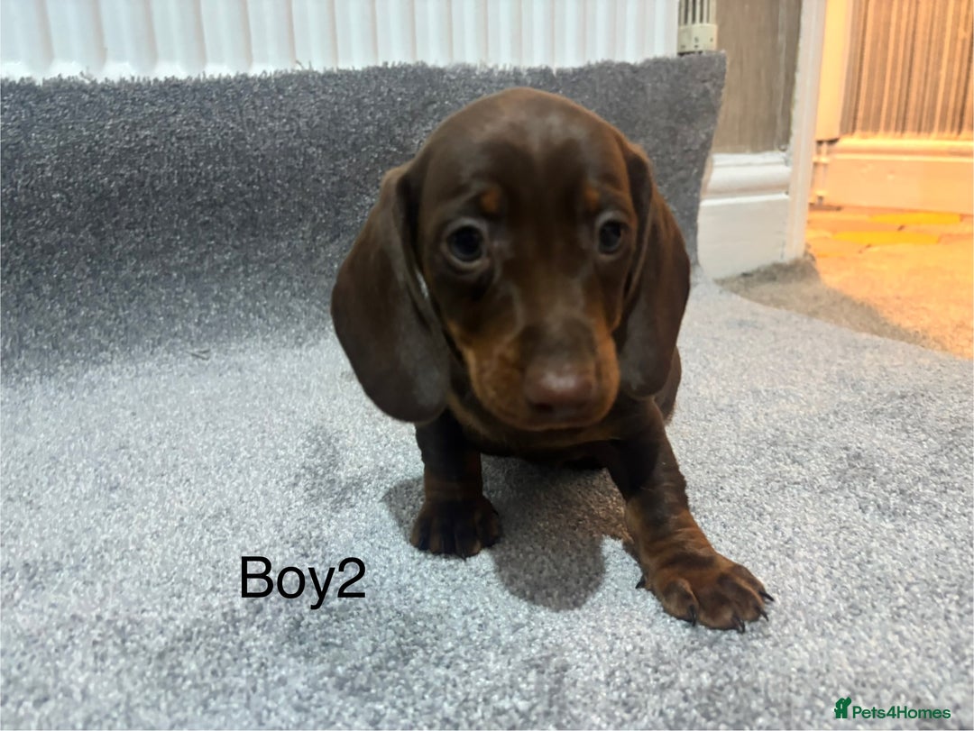 Miniature Dachshund dogs for sale: Chocolate dachshund babies  - Image 6