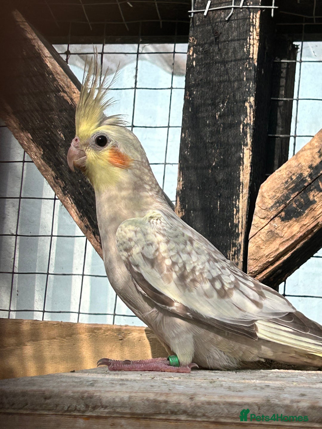 Parrots birds for sale: Cockatiels babies  in Pontefract - Image 6