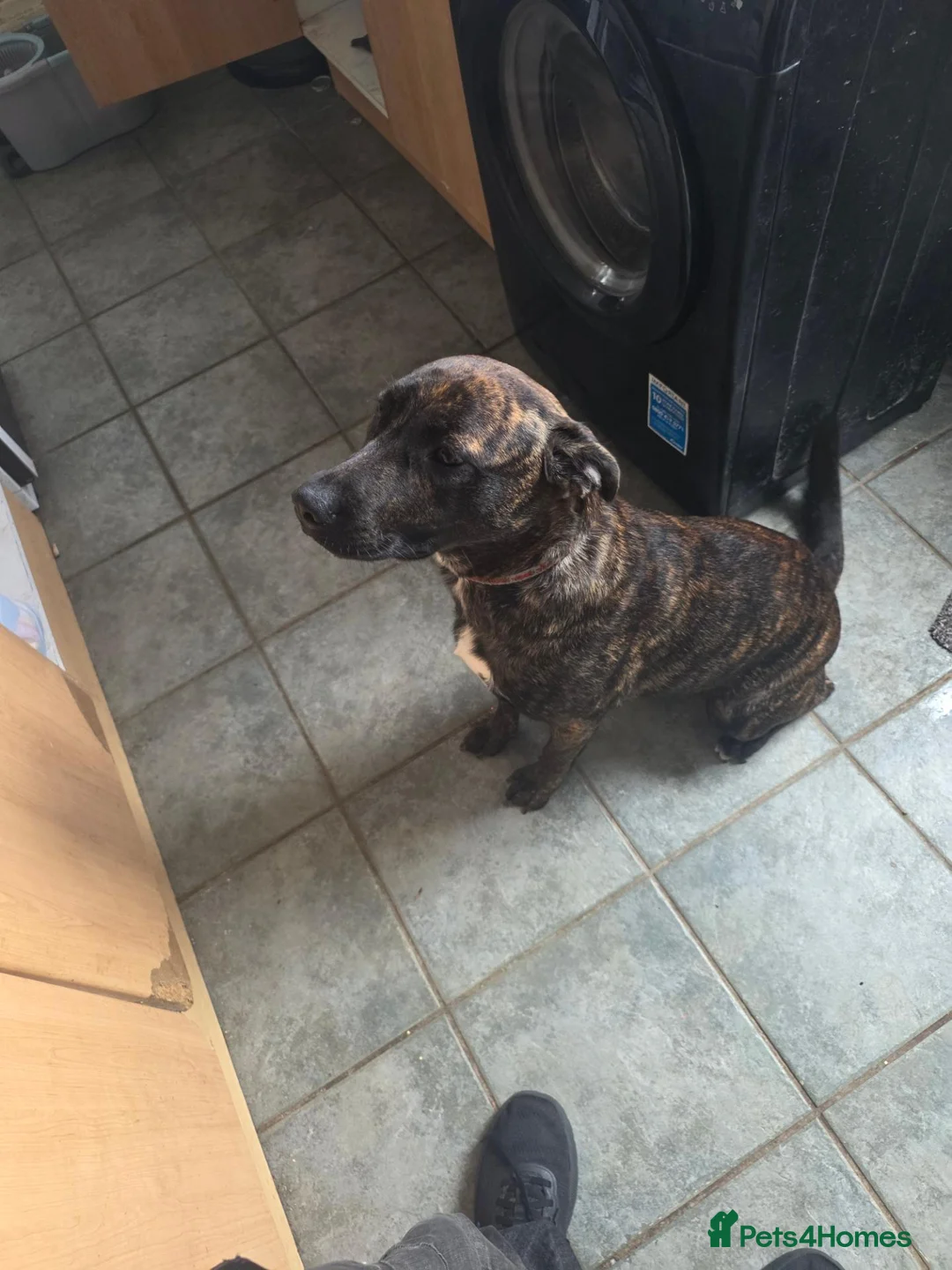 Mixed Breed dogs for sale: Thunder is 10 month old staff x german shephard  - Advert 3