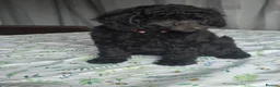 Mixed Breed dogs for sale: Gorgeous miniature poodles in Peterborough - Advert 3