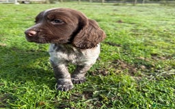 Cocker Spaniel dogs for sale: Extensively Health Tested KC Registered Girl - Image 8