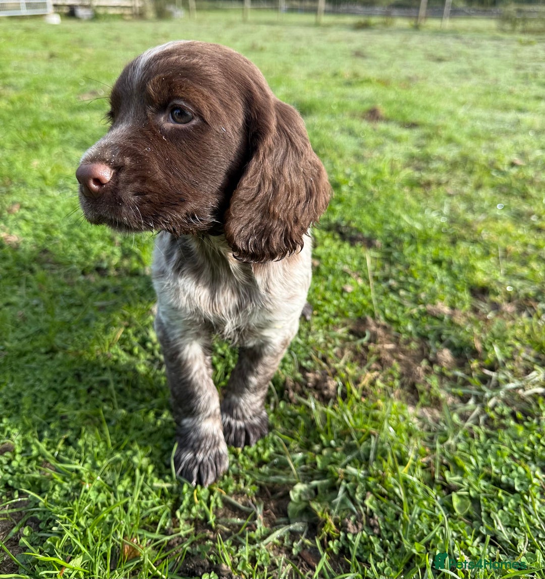 Cocker Spaniel dogs for sale: Extensively Health Tested KC Registered Girl - Image 8
