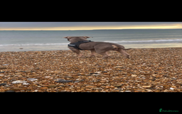 American Bully dogs for stud: ABKC REGISTERED POCKET BULLY STUD in Waterlooville - Image 5