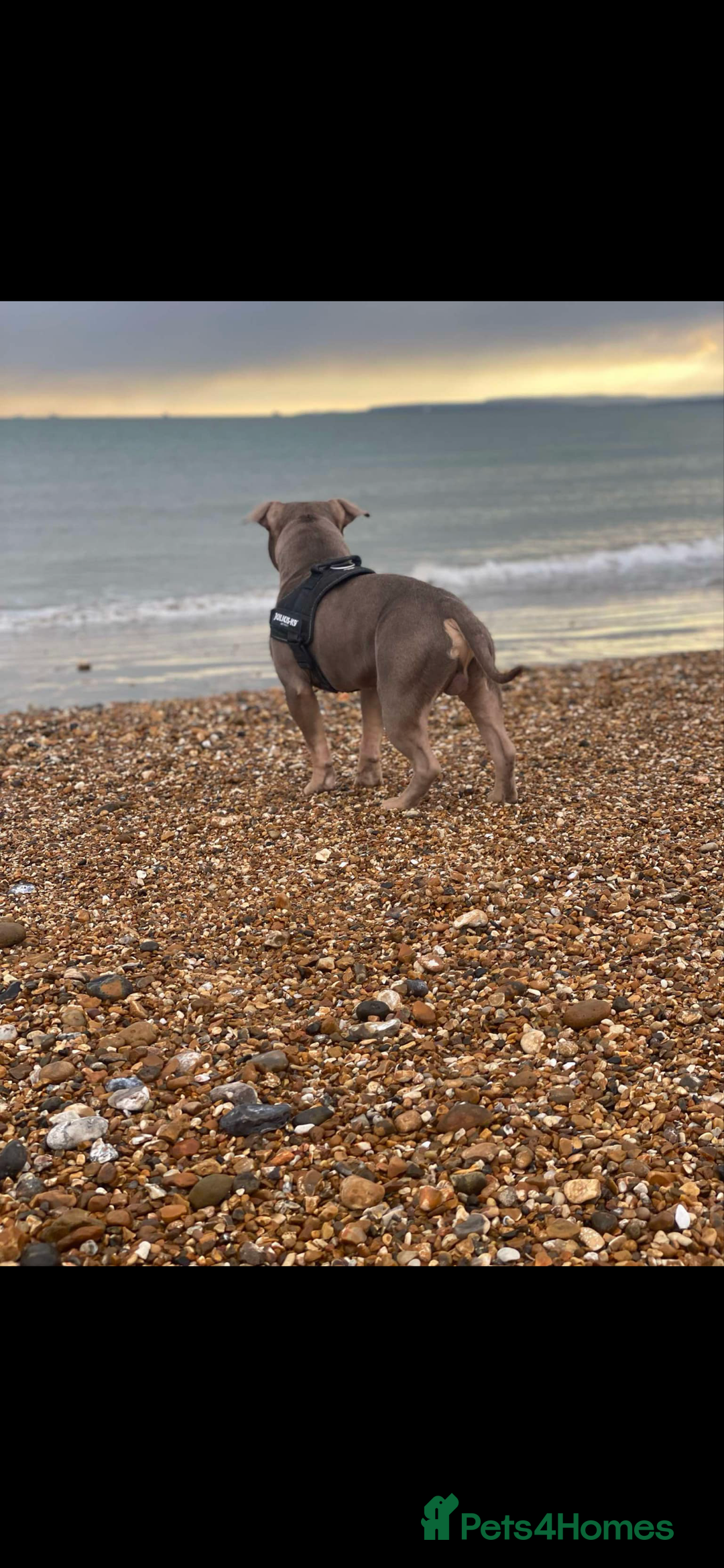 American Bully dogs for stud: ABKC REGISTERED POCKET BULLY STUD in Waterlooville - Image 5