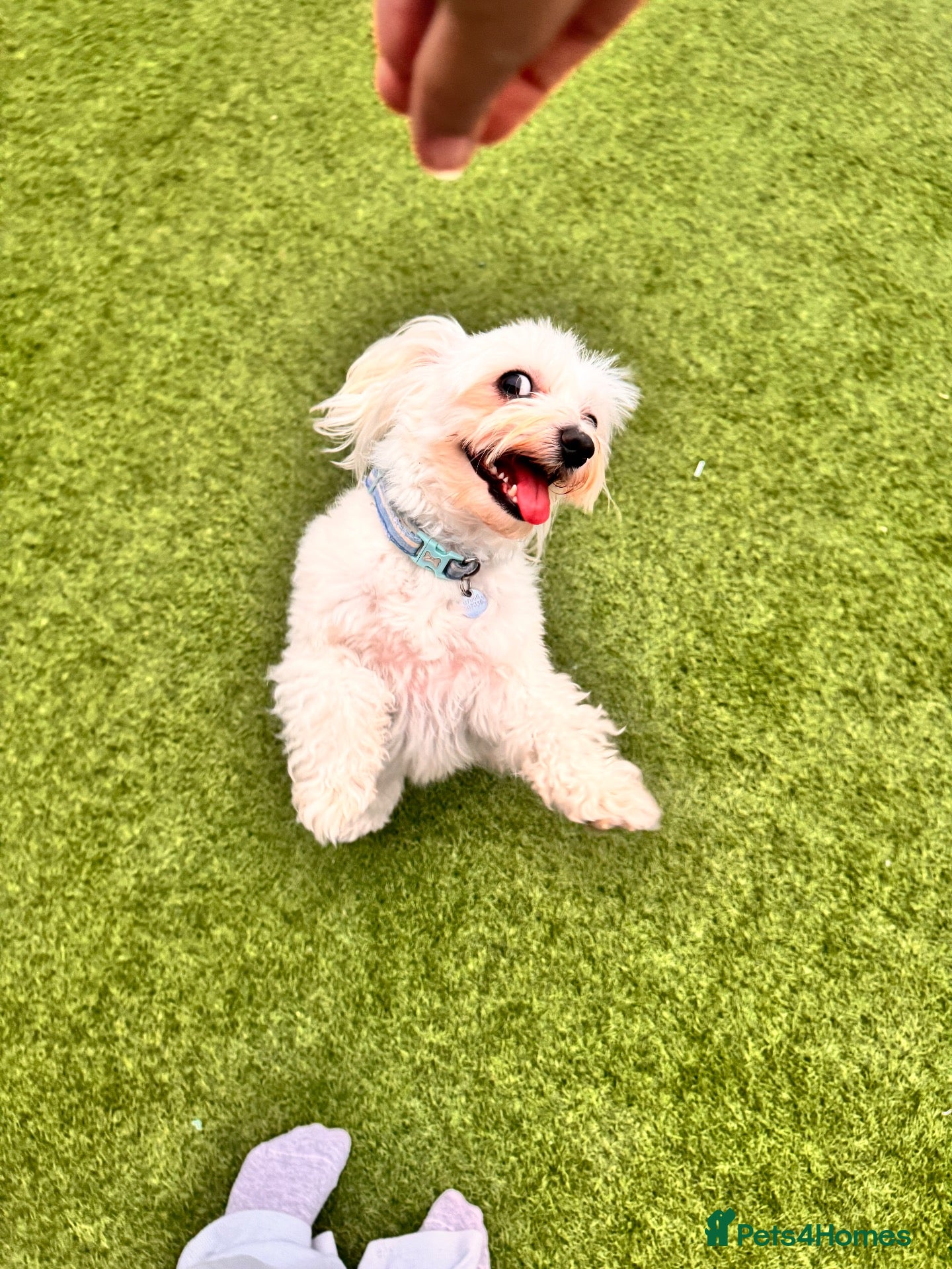 Bichon Frise dogs 🐾 Ace – Sweet dog Looking for His Forever Home!  - Advert 1