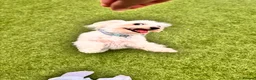 Bichon Frise dogs for sale: 🐾 Ace – Sweet dog Looking for His Forever Home!  in Luton - Advert 1