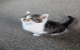 Mixed Breed cats for sale: 4 beautiful kittens for sale  - Image 17