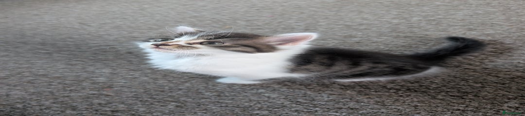 Mixed Breed Kitten 2