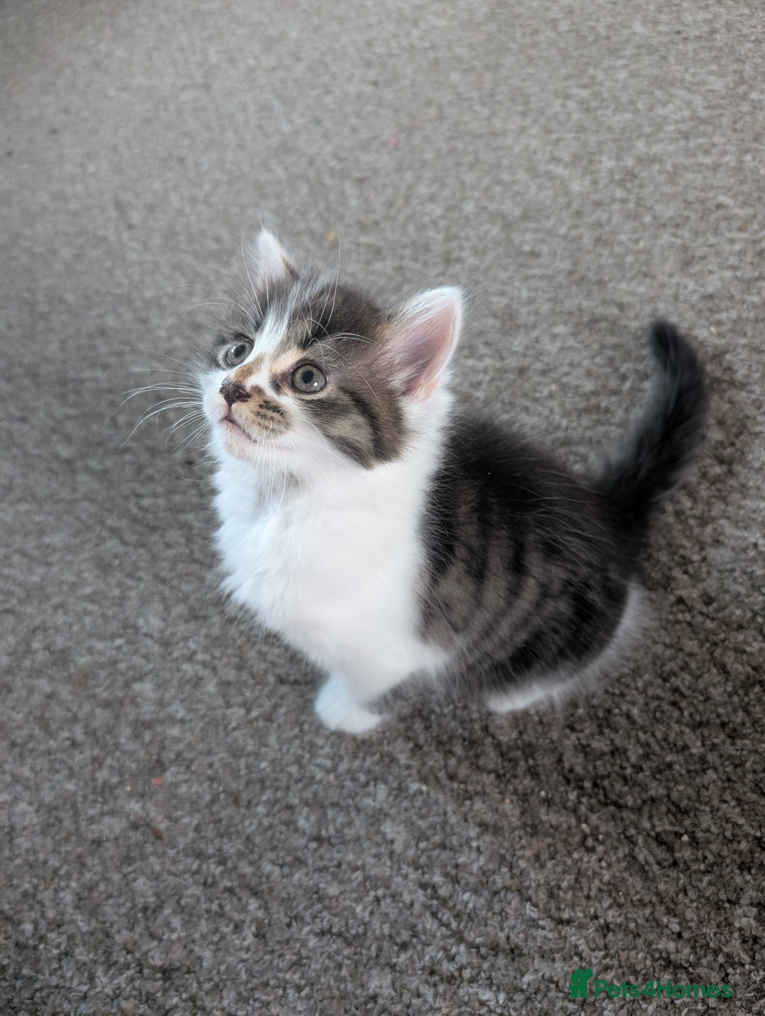 Mixed Breed cats for sale: 4 beautiful kittens for sale  - Image 17