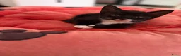 Mixed Breed cats for sale: Kittens - Advert 6