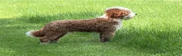 Australian Labradoodle dogs for sale: Stunning Miniature Australian Labradoodles - Advert 8