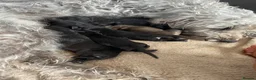 Mixed Breed dogs for sale: Bedlington Whippet Puppies 🐶🐾🐾 - Advert 6