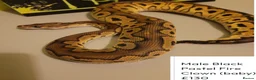 Python Snake reptiles for sale: Royal Pythons for rehoming from £10 - Advert 5