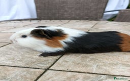Guinea Pig rodents for sale: baby male guinea pigs various colours and types - Image 5