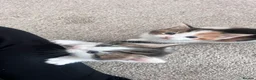 Mixed Breed cats for sale: 2 gorgeous kittens looking for their forever home - Advert 5