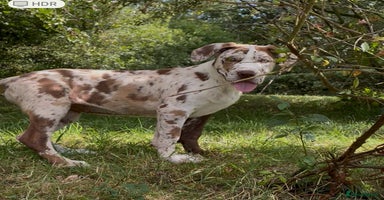 Mastiff dogs - Advert 16