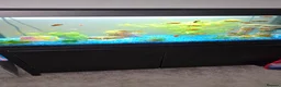 Platies fish for sale: Fluval roma 125l Tank Complete Set up - Advert 3