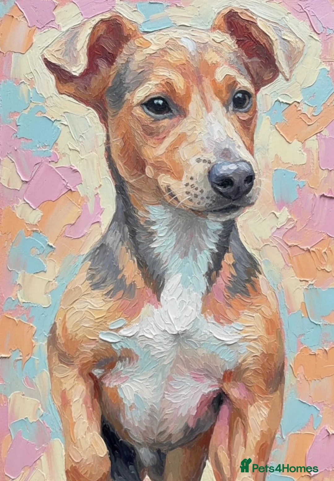 Jack Russell dogs for sale: Exquisite Smooth coated jack Russell’s  - Advert 9