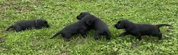 Cocker Spaniel dogs for sale: Cocker Spaniel Puppies - Advert 3