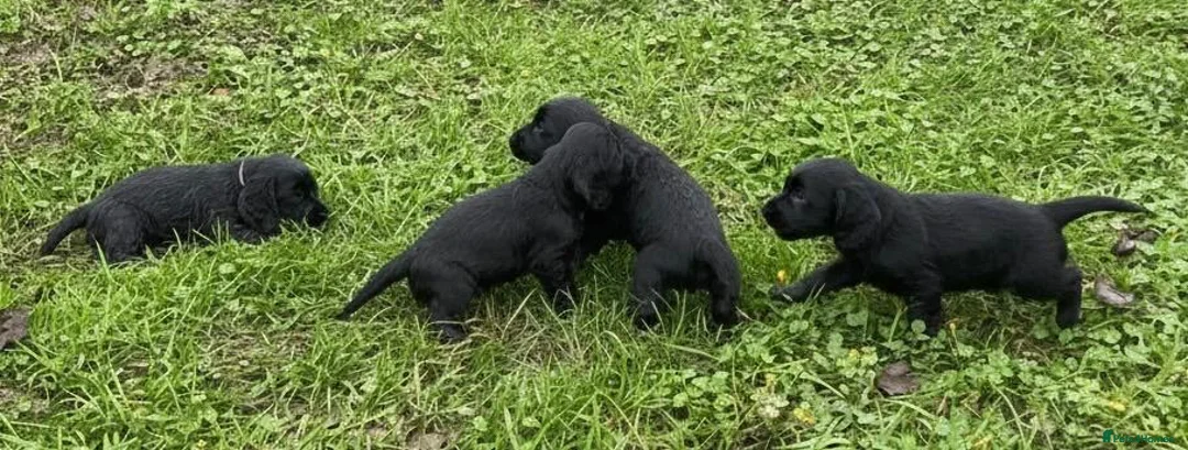 Cocker Spaniel dogs for sale: Cocker Spaniel Puppies - Advert 3