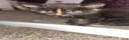 Mixed Breed cats for sale: 4 beautiful kittens - Advert 6