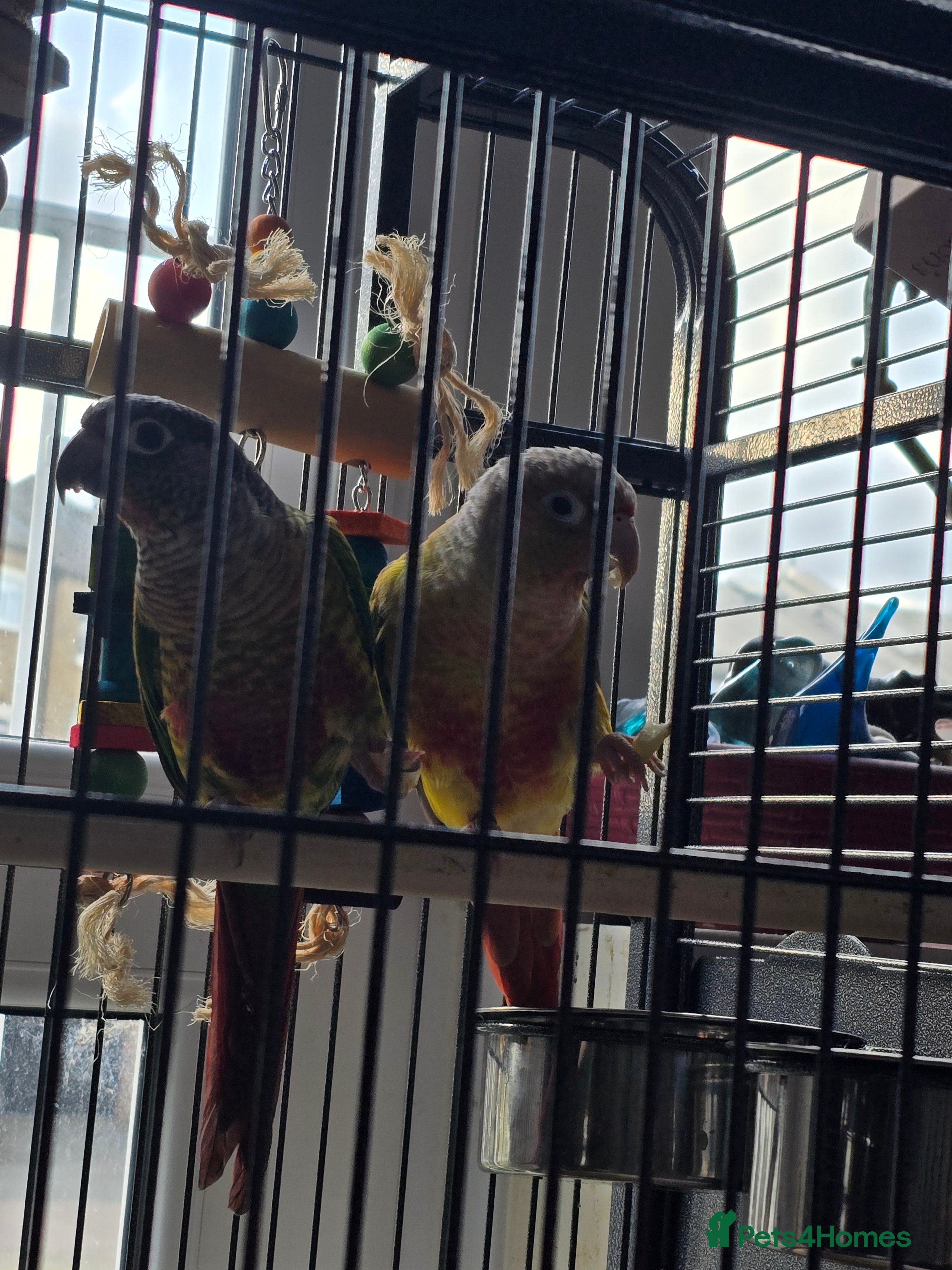 Conures birds Two green cheek conure's for sale  in London - Advert 1