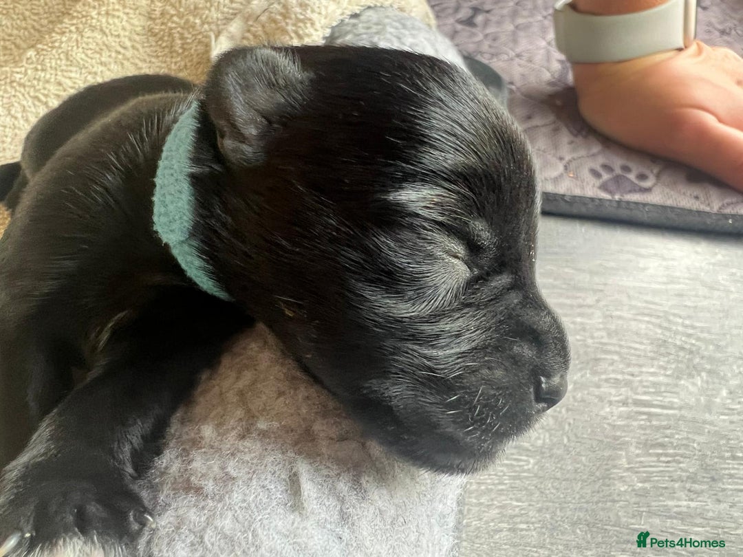 Miniature Schnauzer dogs for sale: Miniature Schnauzer Puppies - Image 17