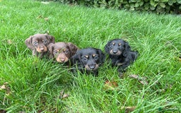 Miniature Dachshund dogs for sale: miniature Dasher - Image 16