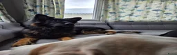 German Shepherd dogs for sale: Chas the GSD - Advert 2